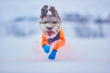 Non-stop dogwear Longdistance Booties Blau – Bild 5