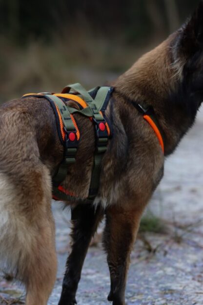 Sledwork Open Range Harness Adventure – Bild 13