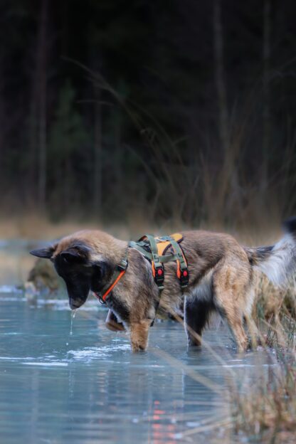 Sledwork Open Range Harness Adventure – Bild 12